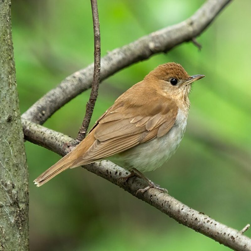 Catharus fuscescens - Veery found in the US