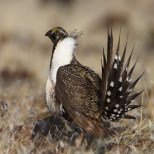 Centrocercus Urophasianus - Greater Sage-Grouse found in the US