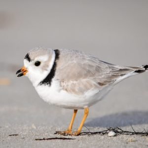 Charadrius Melodus - Piping Plover found in the United States