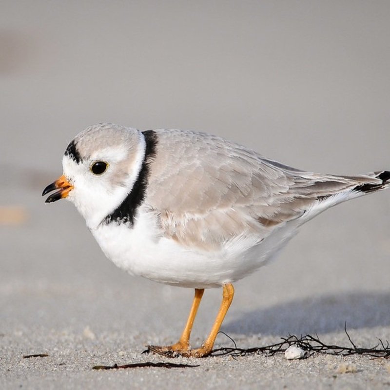 Charadrius Melodus – Piping Plover