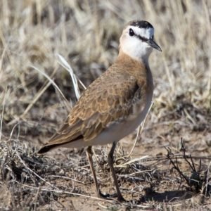 Charadrius Montanus – Mountain Plover found in the United States
