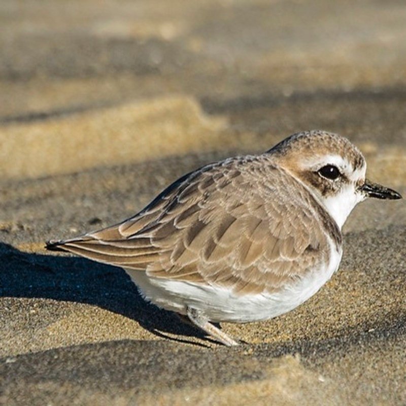 Charadrius Nivosus - Snowy Plover found in the US