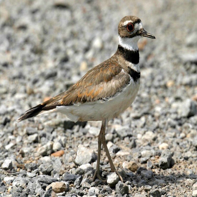 Charadrius Vociferus – Killdeer