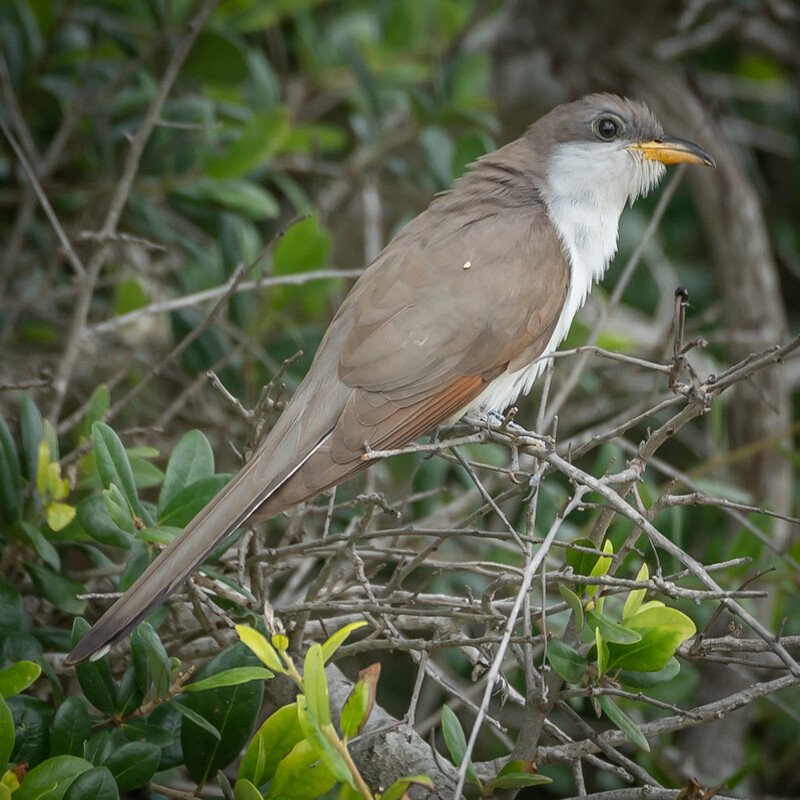 Coccyzus Americanus - Yellow-Billed Cuckoo found in the US