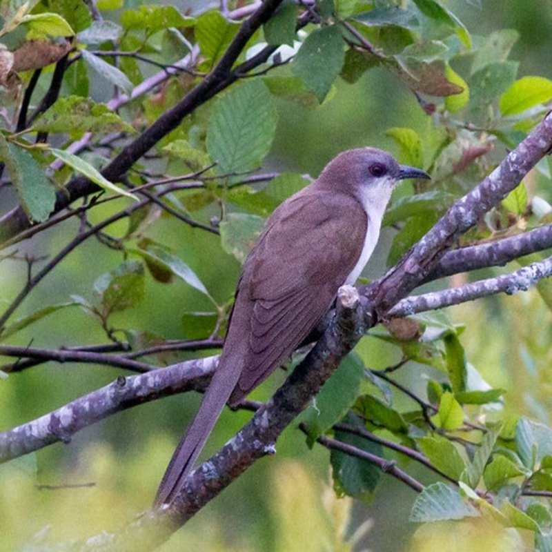 Coccyzus Erythropthalmus - Black-Billed Cuckoo in United States