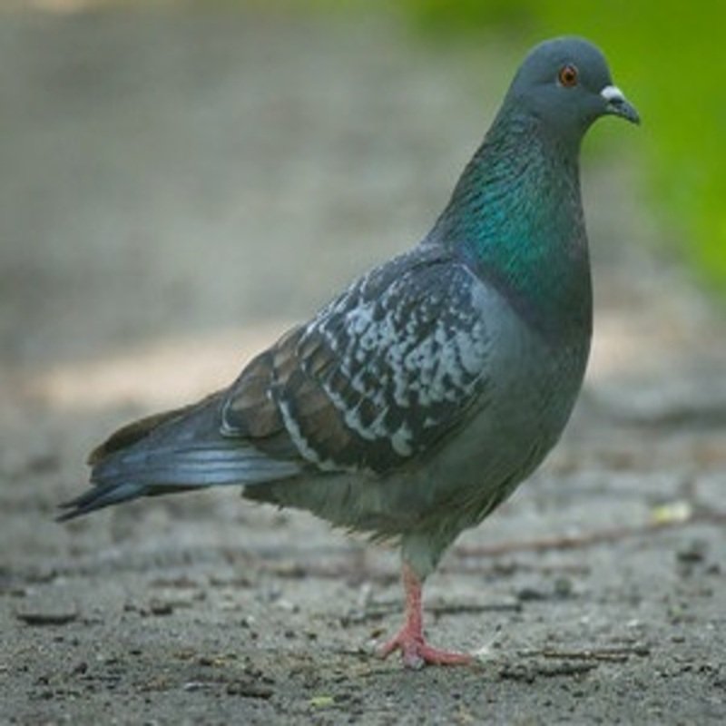 Columba Livia - Rock Pigeon in the USA