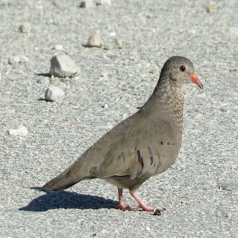 Columbina Passerine - Common Ground Dove found in the US