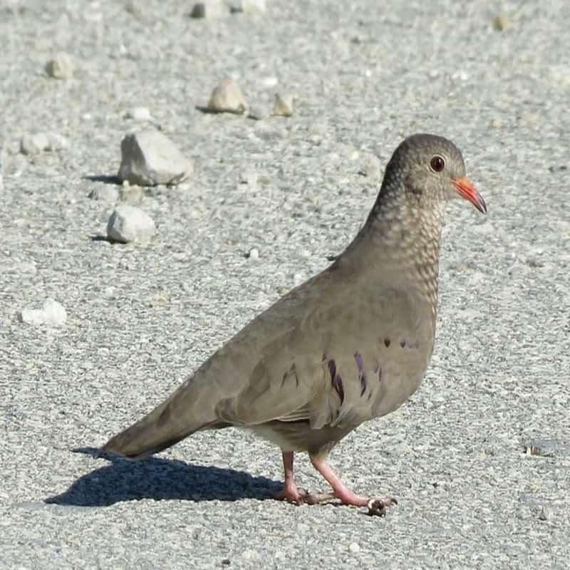 Columbina Passerina – Common Ground Dove