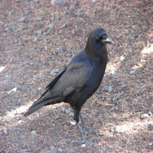 Corvus Brachyrhynchos- American Crow found in the United States
