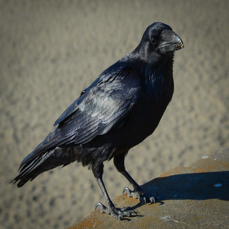 Corvus Corax- Common Raven found in the US