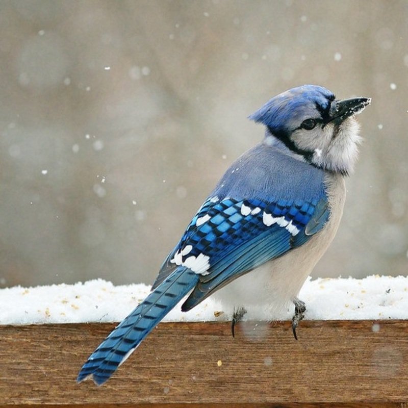 Cyanocitta Cristata - Blue Jay found in the US