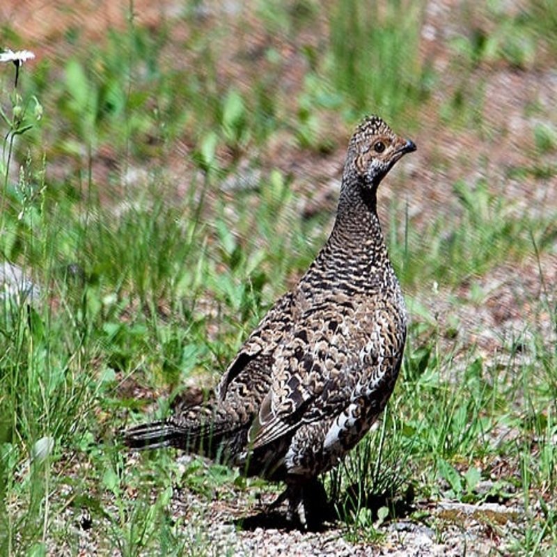 Dendragapus Obscurus - Dusky Grouse found in the rocky mountains of US