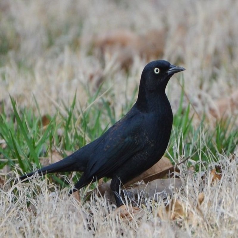 Euphagus Carolinus - Rusty Blackbird found in the US