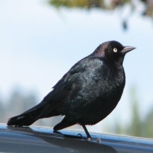 Euphagus Cyanocephalus - Brewer's Blackbird found in the US