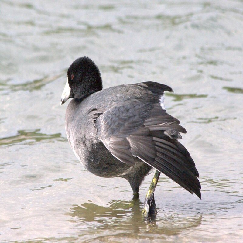 Fulica Americana - American Coot found in the US