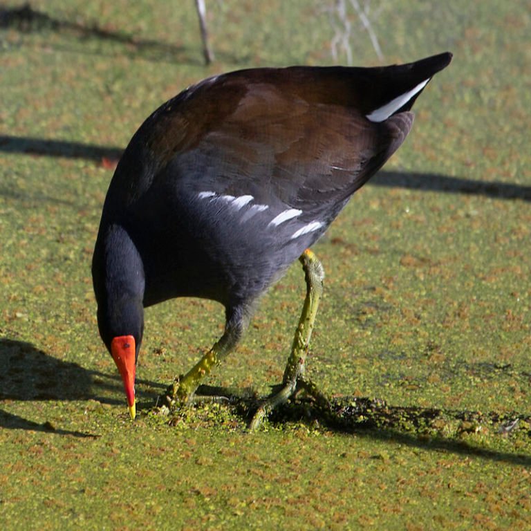 Gallinula Galeata - Common Gallinule - USA Birds