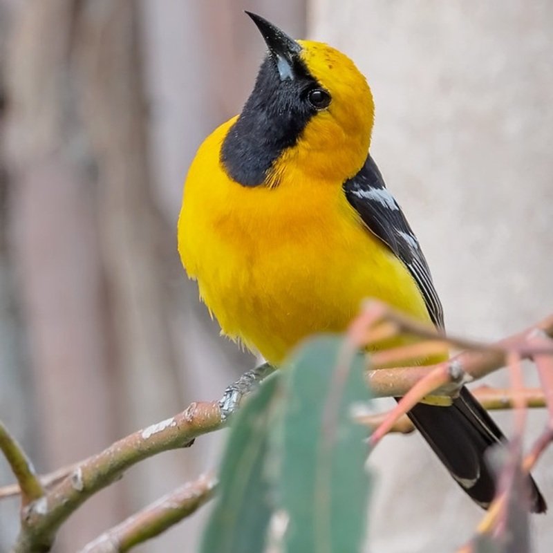 Icterus Cucullatus - Hooded Oriole found in the US