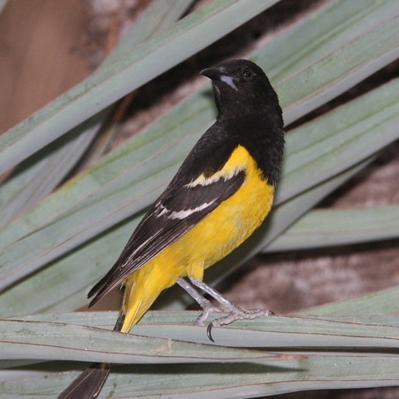 Icterus Parisorum - Scott's Oriole found in the US