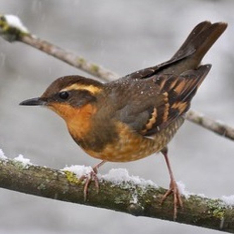 Ixoreus Naevius - Varied Thrush found in the US