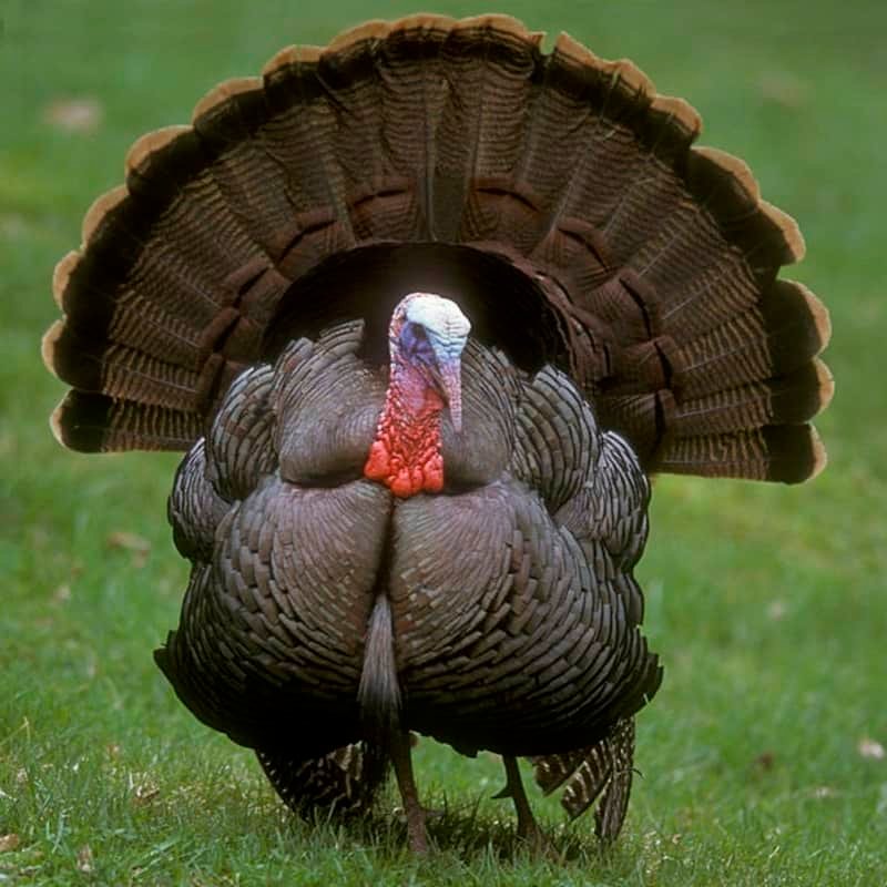 Meleagris Gallopavo – Wild Turkey