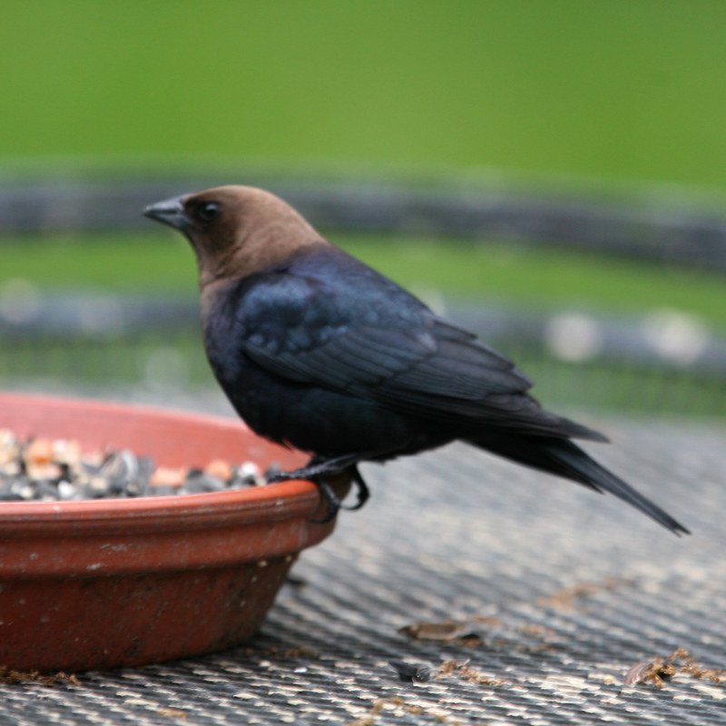 Molothrus Ater - Brown-headed Cowbird found in the US