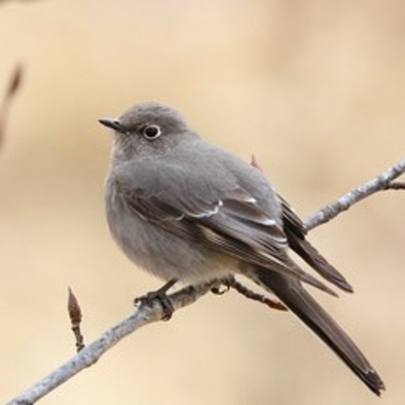 Myadestes Townsendi - Townsend's Solitaire found in the US