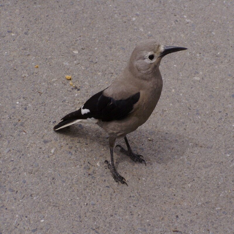 Nucifraga Columbiana - Clark's Nutcracker found in the US