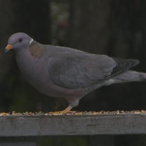 Patagioenas Fasciata - Band-Tailed Pigeon found in the US
