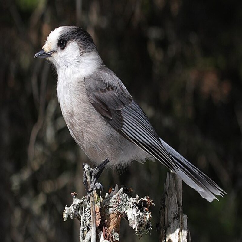 Perisoreus Canadensis - Canada Jay found in the US
