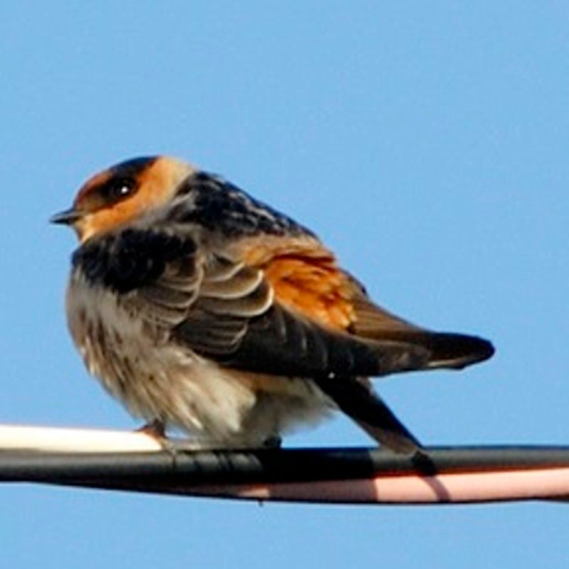Petrochelidon Fulva - Cave Swallow found in the US