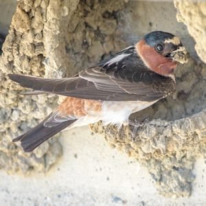 Petrochelidon Pyrrhonota - Cliff Swallow found all throughout United States