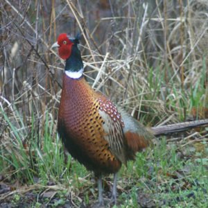 Phasianus Colchicus - Ring-necked Pheasant found in the US