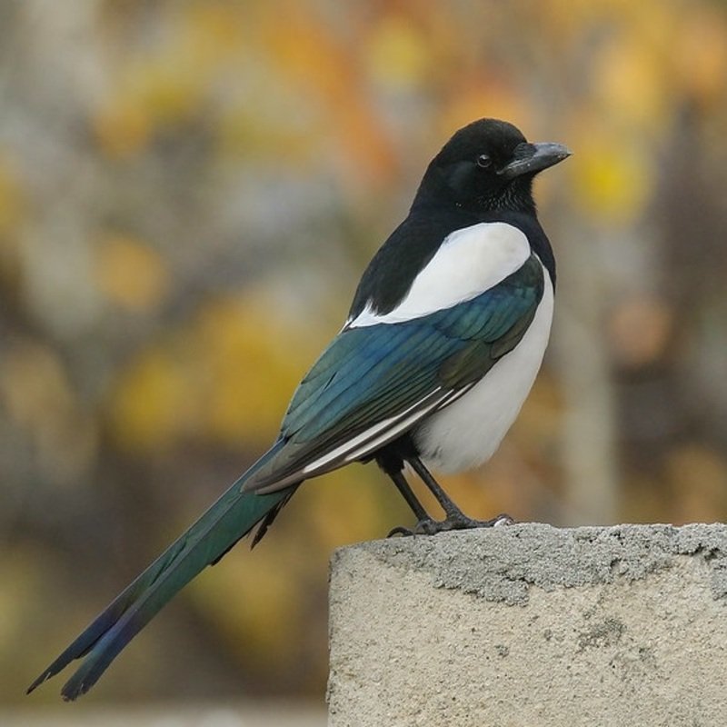 Pica Hudsonia - Black-billed Magpie found in the United States