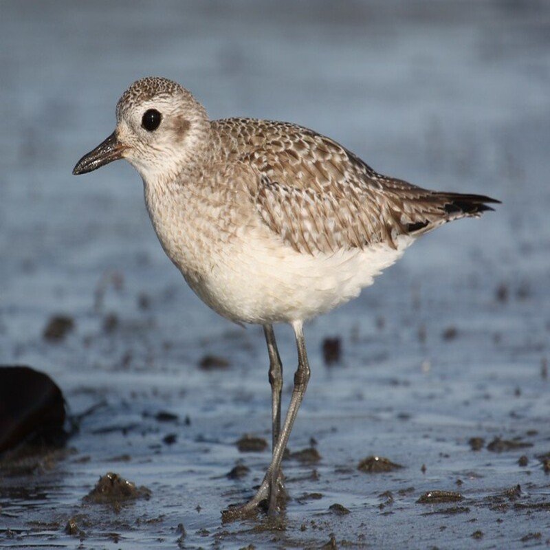 Pluvialis Squatarola - Black-Bellied Plover found in the eastern part of United States