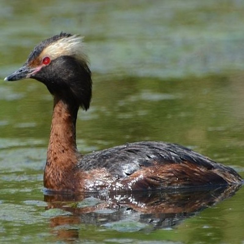 Podiceps Auratus - Horned Grebe found in the US