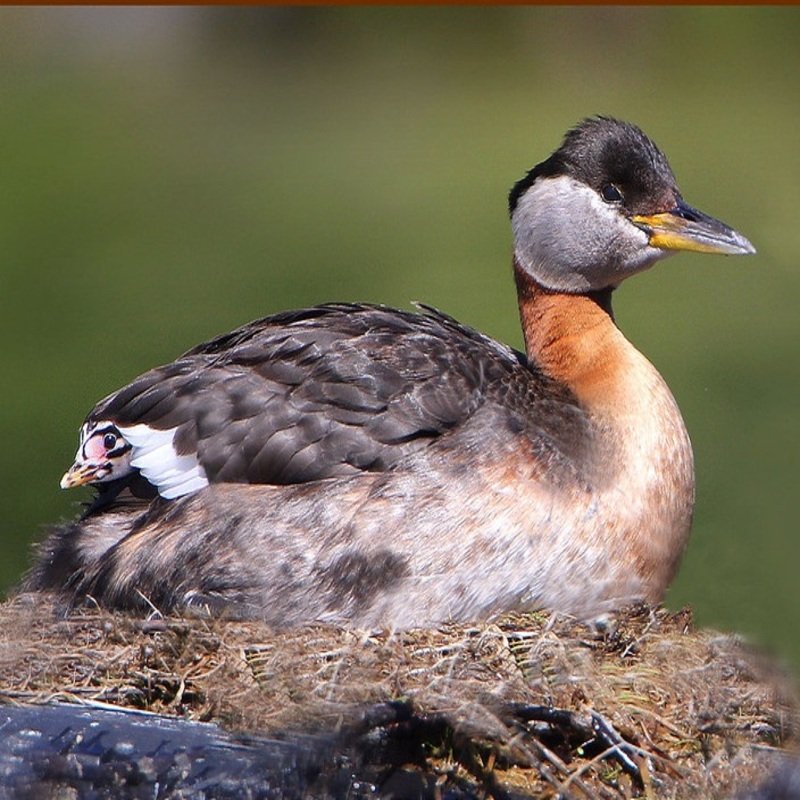 Podiceps Grisegena - Red-Necked Grebe found in the US