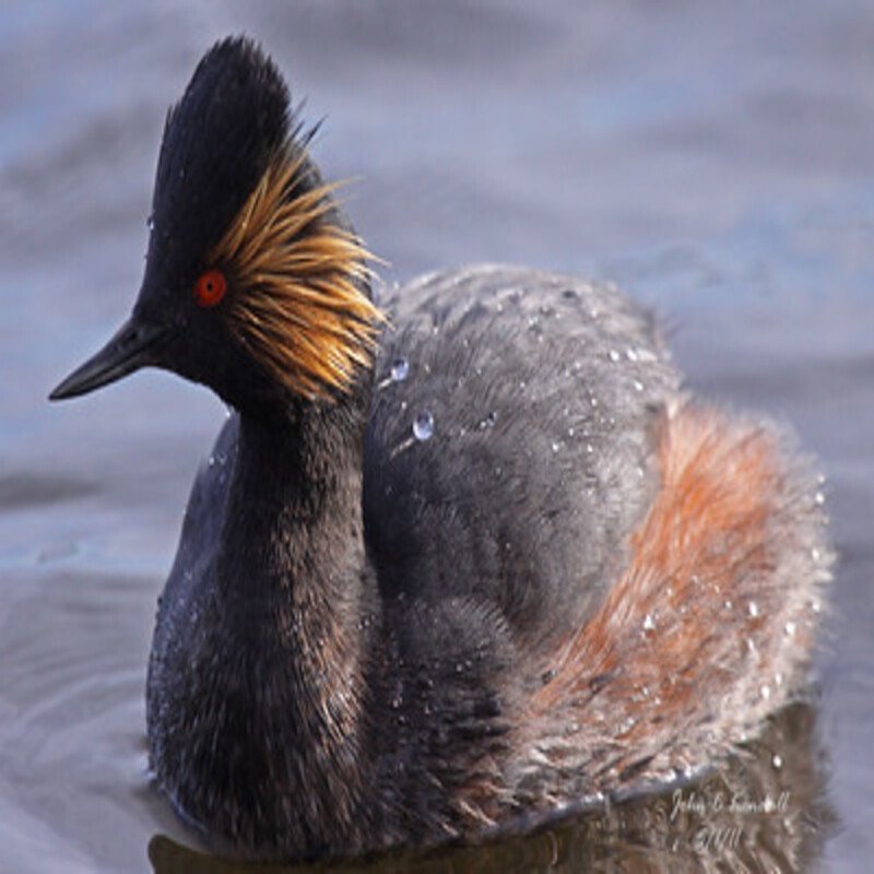 Podiceps Nigricollis - Eared Grebe in the United States