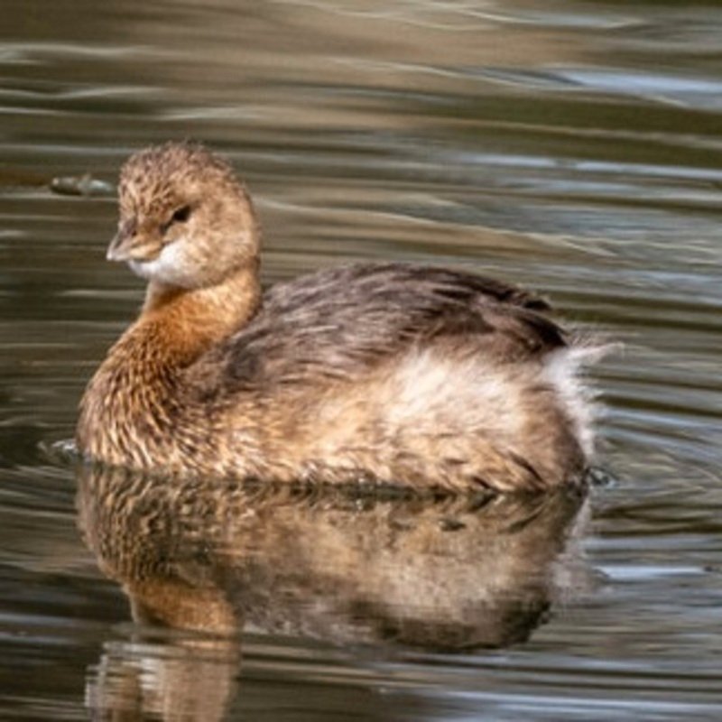 Podilymbus Podiceps - Pied-Billed Grebe found in the US