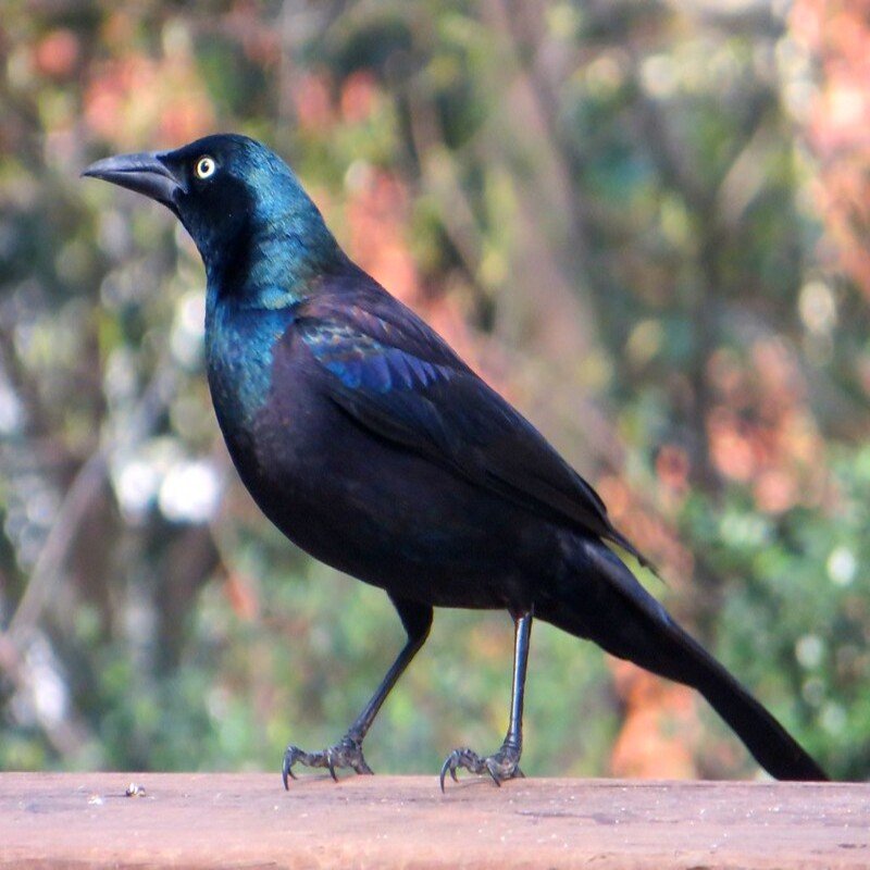 Quiscalus Guiscula - Common Grackle found in the United States
