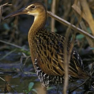 Rallus Elegans - King Rail found in the eastern part of US