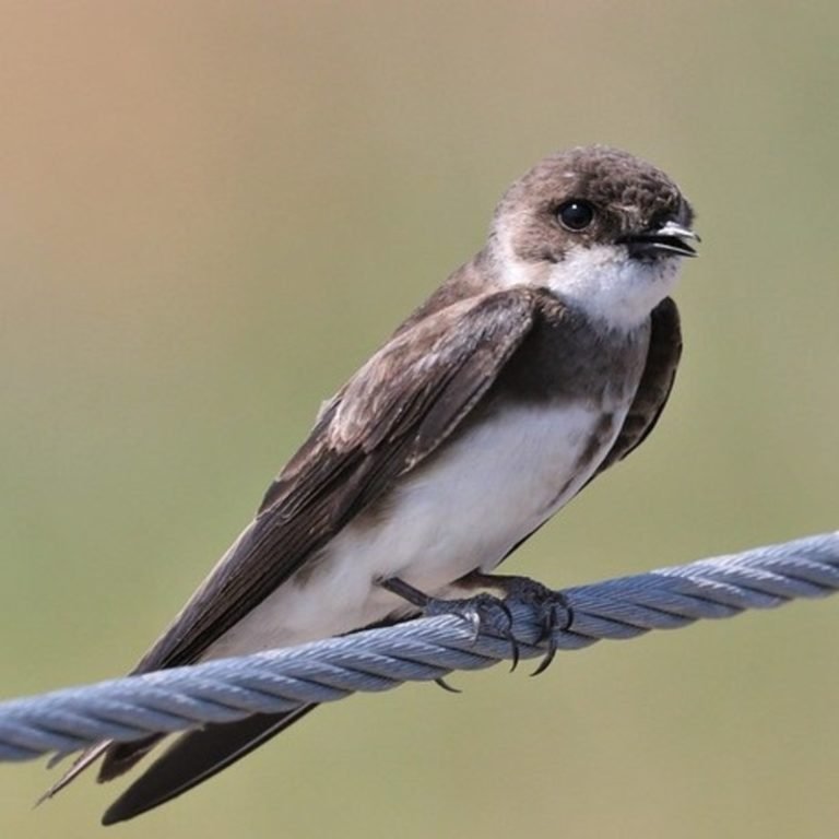 Riparia Riparia - Bank Swallow - USA Birds