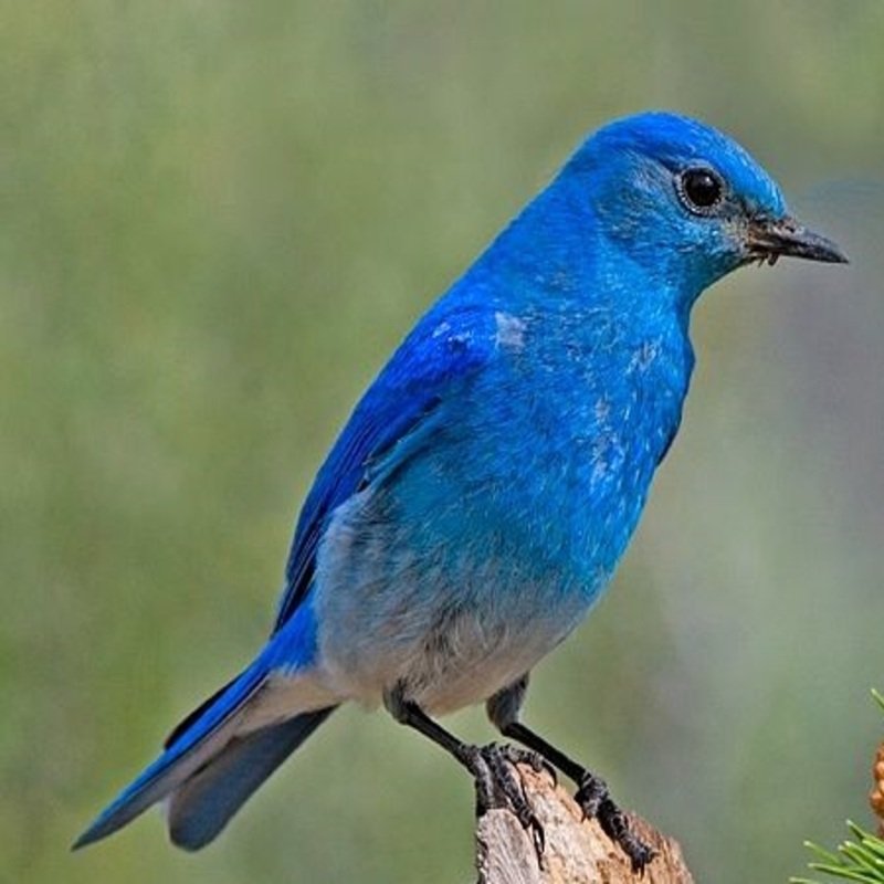 Sialia Currucoides - Mountain Bluebird found in the western part of the United States