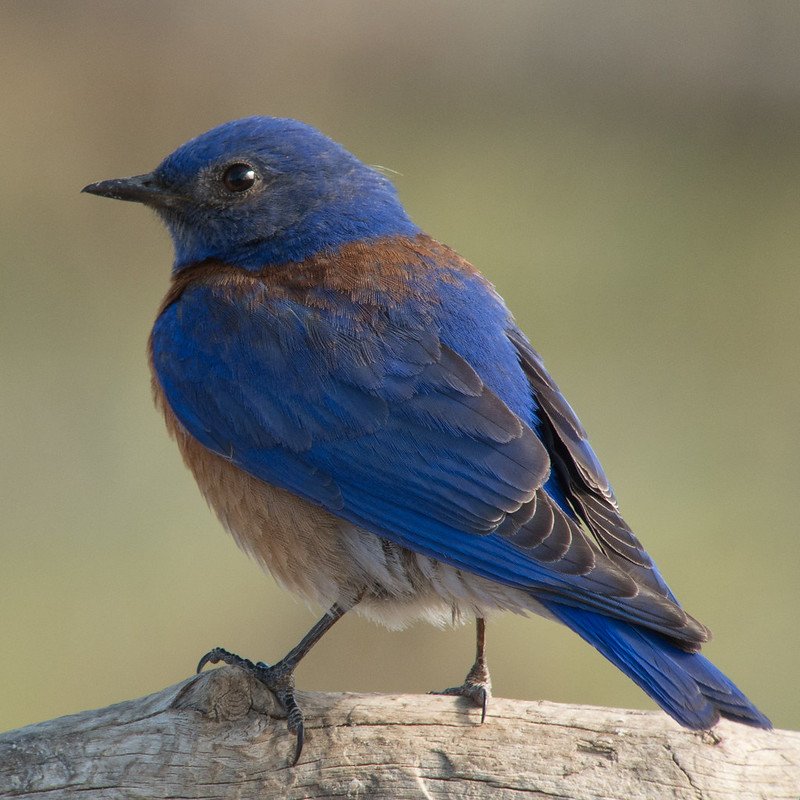 Sialia Mexicana - Western Bluebird found in the US