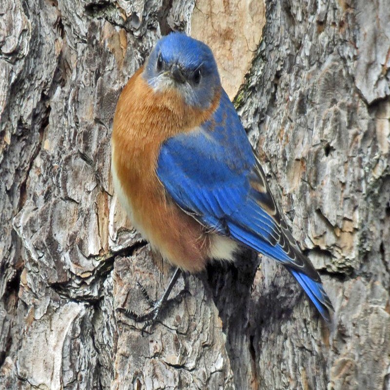 Sialia Sialis - Eastern Bluebird found in the US