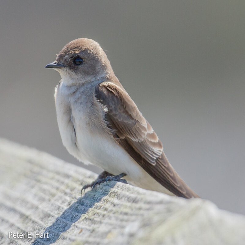 Stelgidopteryx Serripennis - Northern rough-winged Swallow found in the US