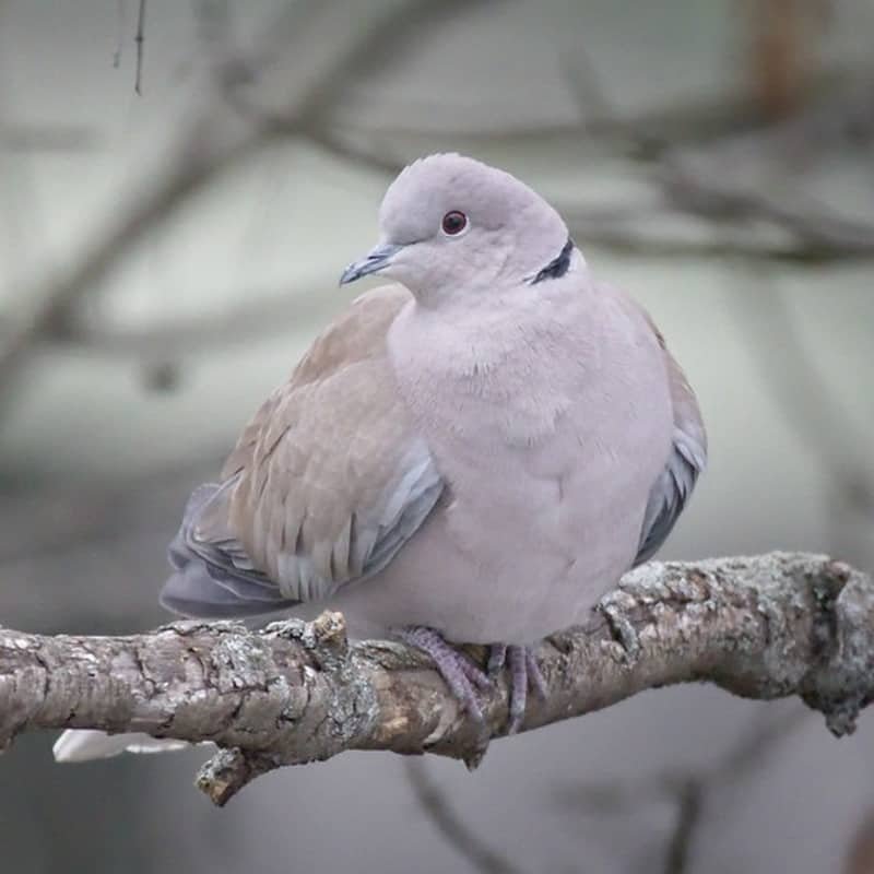 Streptopelia Decaocto – Eurasian Collared-Dove