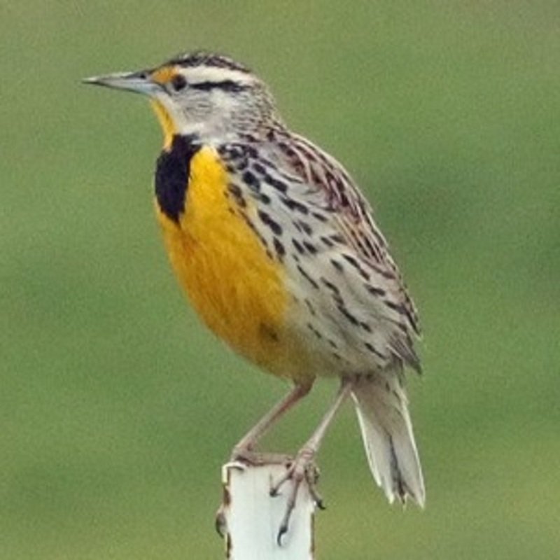 Sturnella Magna - Eastern Meadowlark found in the US