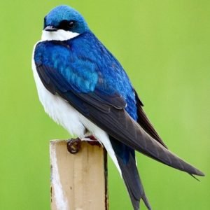 Tachycineta Bicolor - Tree Swallow found in the US
