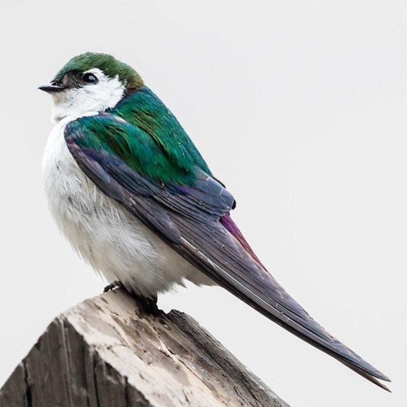 Tachycineta Thalassina - Violet-Green Swallow found in the US