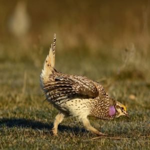 Tympanuchus Phasianellus - Sharp-tailed Grouse found in the US
